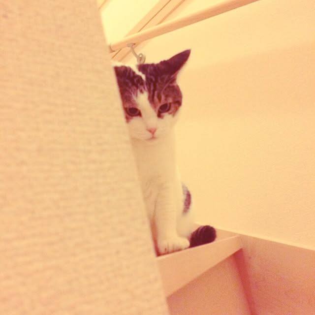 tigerさんの実例写真