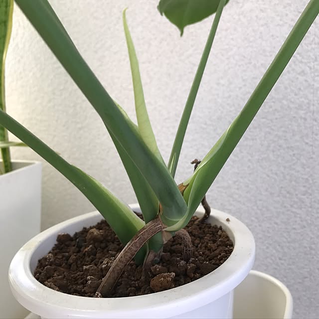 raraさんの実例写真