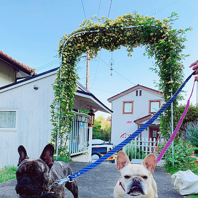 creamdaifukuさんの実例写真