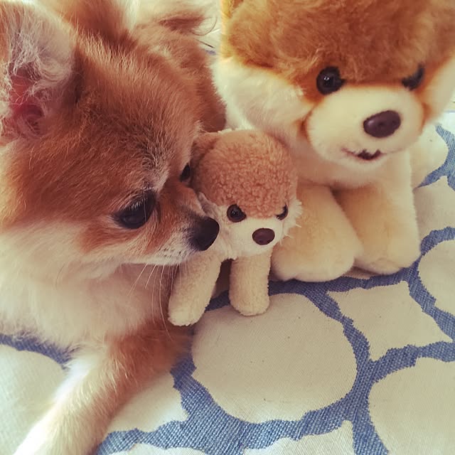 pariさんの実例写真