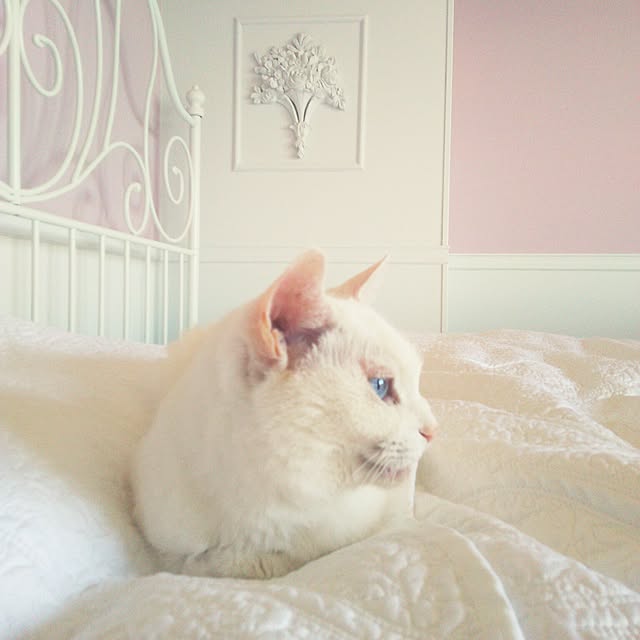 sakuraさんの実例写真