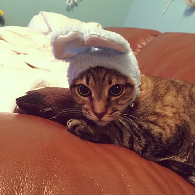 bowbowcoさんの実例写真