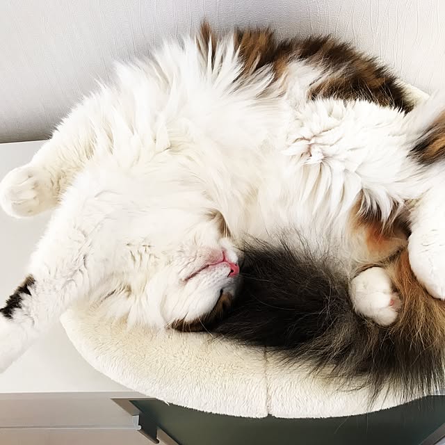 osanさんの実例写真