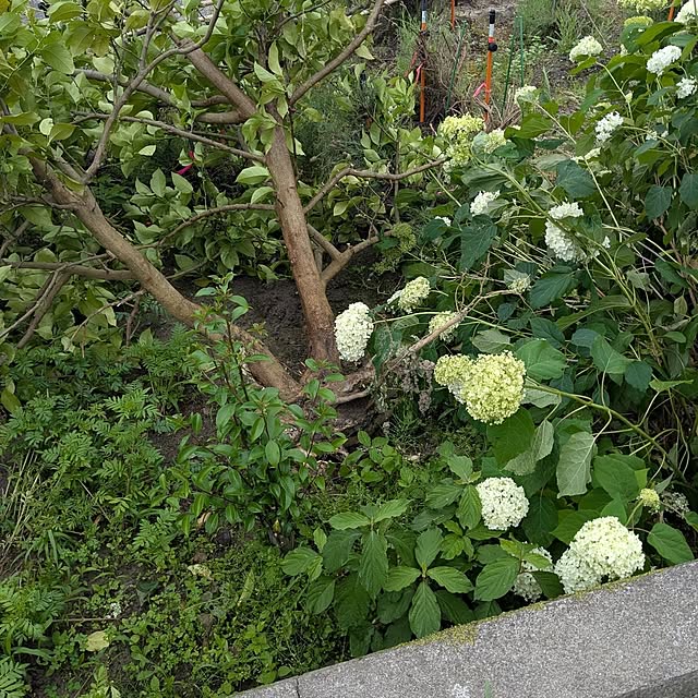 machikomamaさんの部屋