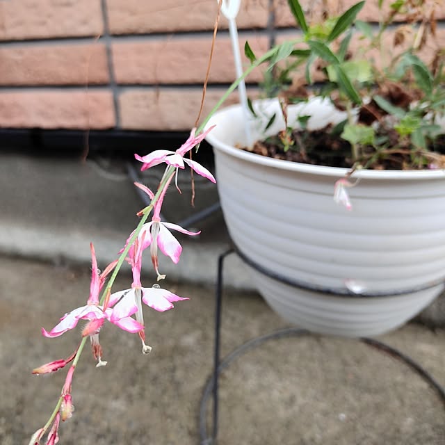 kiraさんの部屋