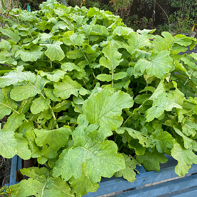 natsumiさんの部屋