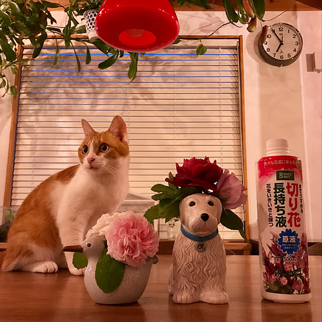 sakurasakuさんの実例写真