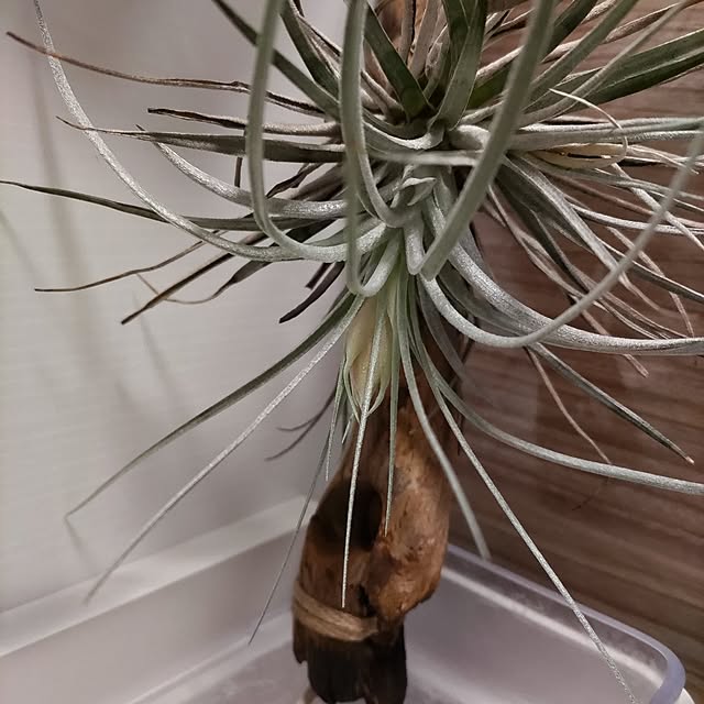 Maroさんの部屋