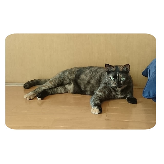 H23さんの実例写真