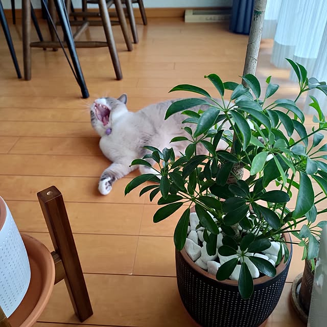 yukaringomushiさんの実例写真