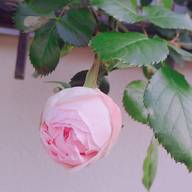 magnoliaさんの実例写真