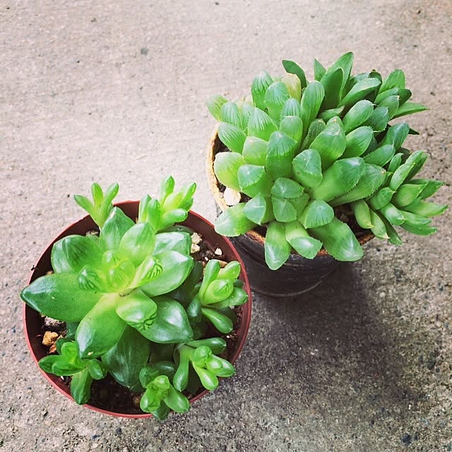 Saoriさんの実例写真