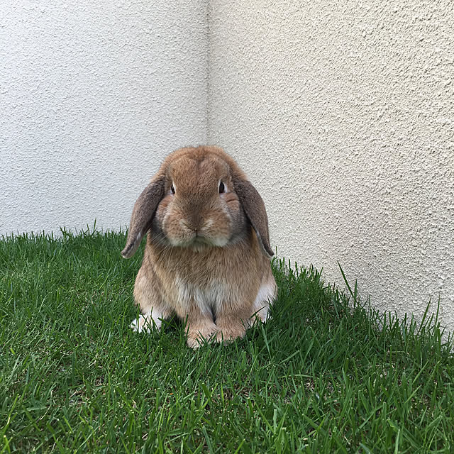 nanaさんの実例写真