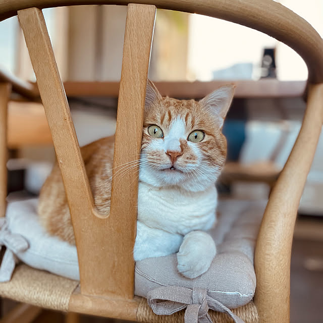 torakoさんの実例写真