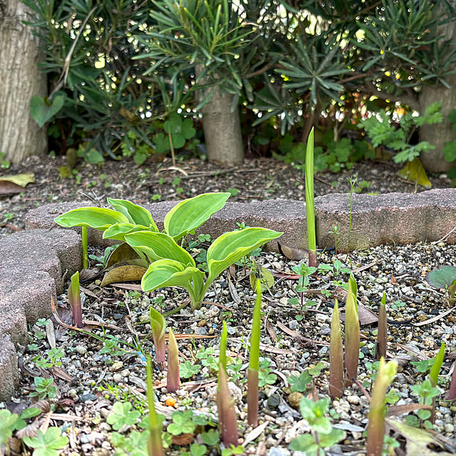 Kaeru-Mamaさんの部屋