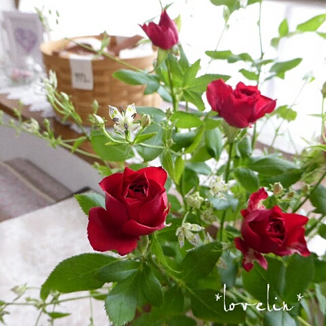 lovelinさんの実例写真