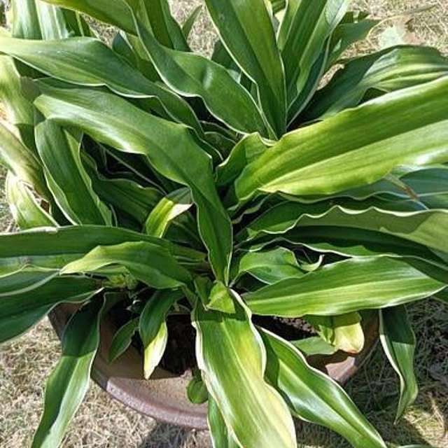 Rubiconさんの部屋