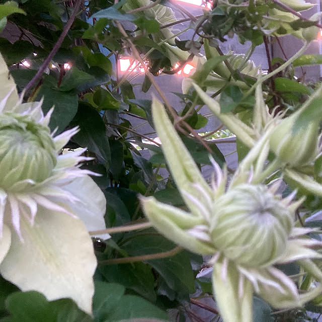 mkk8739hanasakuさんの実例写真