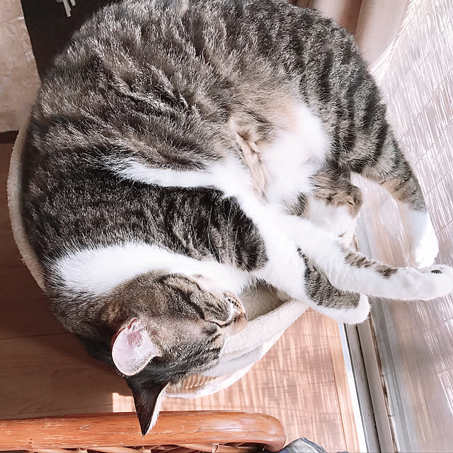 nikonikoさんの実例写真