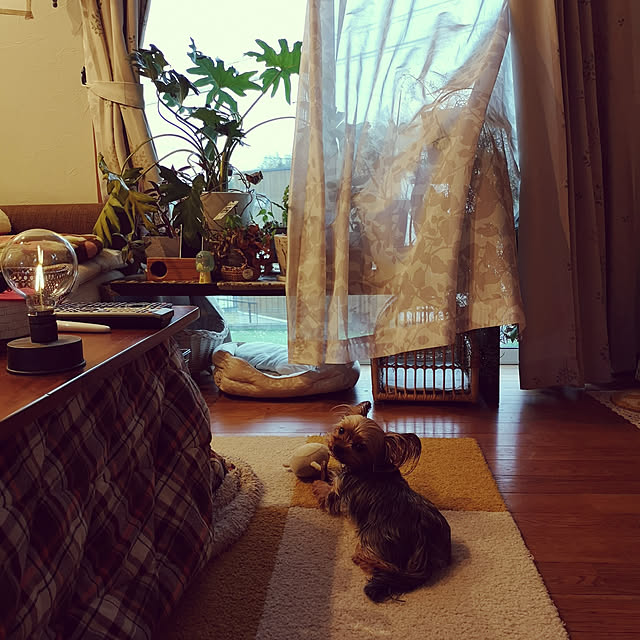akiさんの実例写真