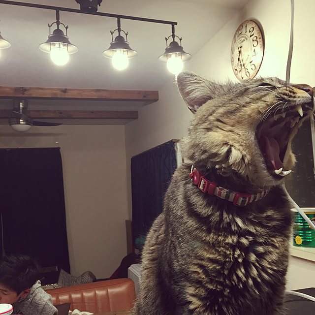 oniyomeさんの実例写真
