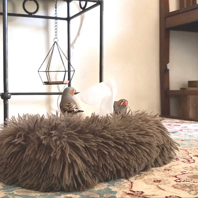 oiseauxさんの部屋