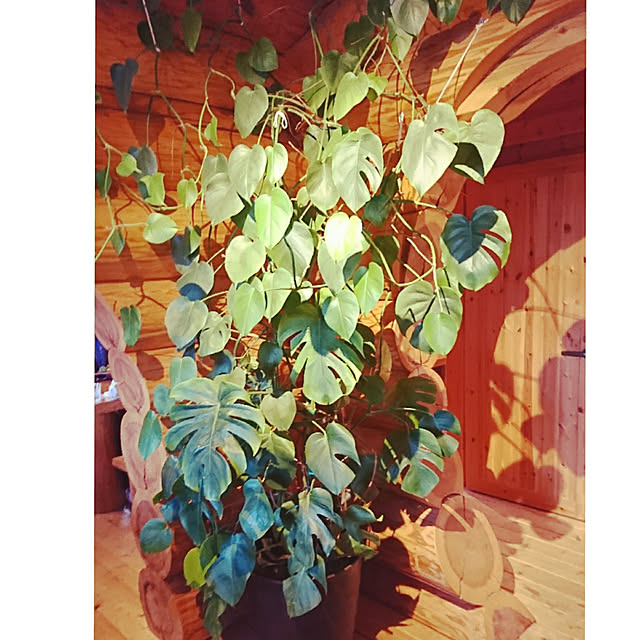yonyonさんの実例写真