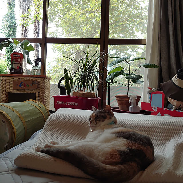 fukuさんの実例写真