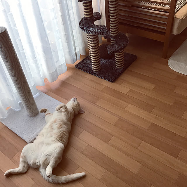 hiyupan88さんの実例写真