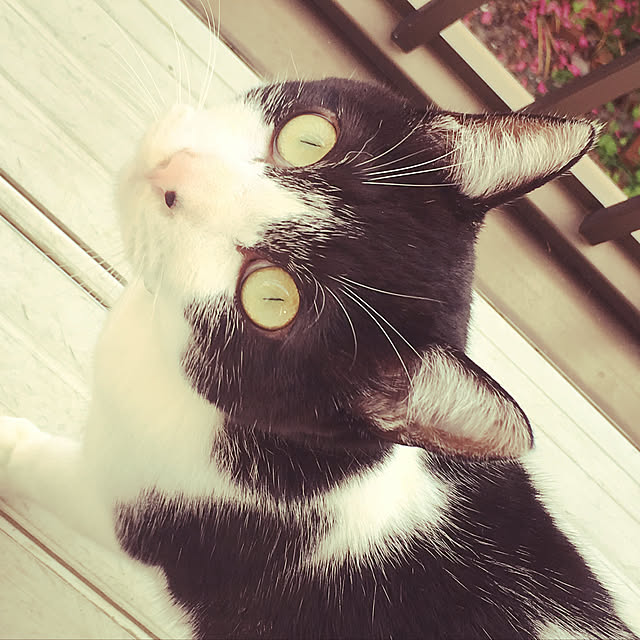 chiisoftさんの実例写真