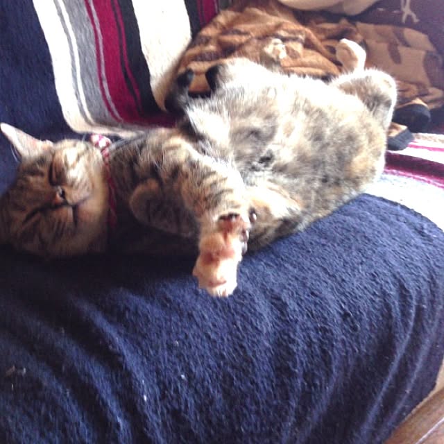 ankorodyさんの実例写真