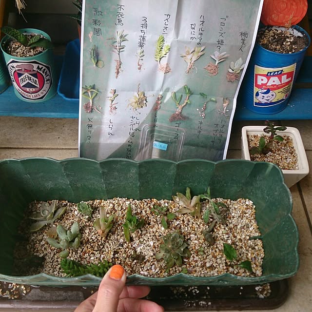 urchinさんの実例写真
