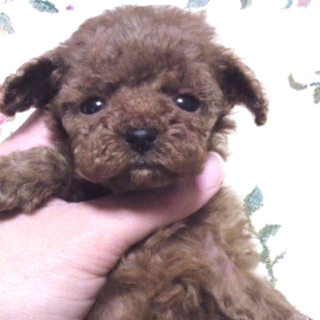 cocoさんの実例写真