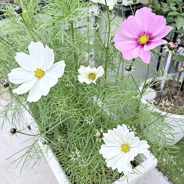 primさんの実例写真