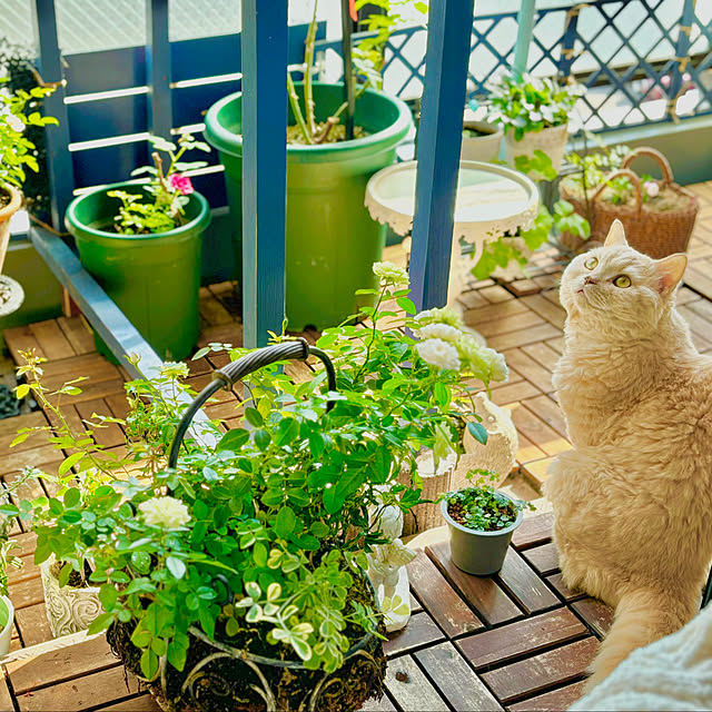 naokoさんの部屋