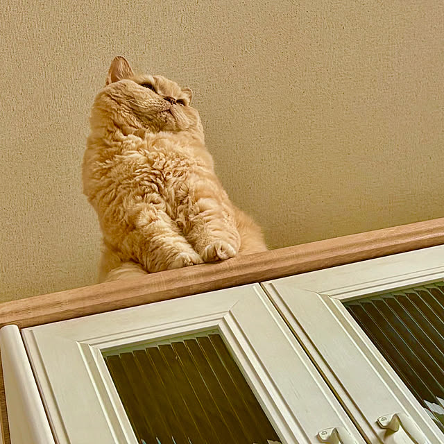 naokoさんの実例写真