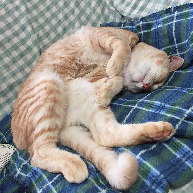 Yumiさんの実例写真