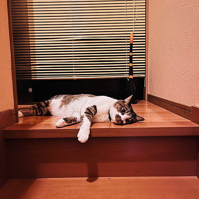 jijiさんの部屋