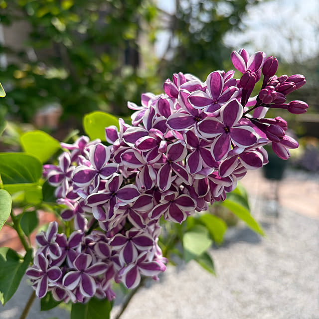 ronronさんの実例写真