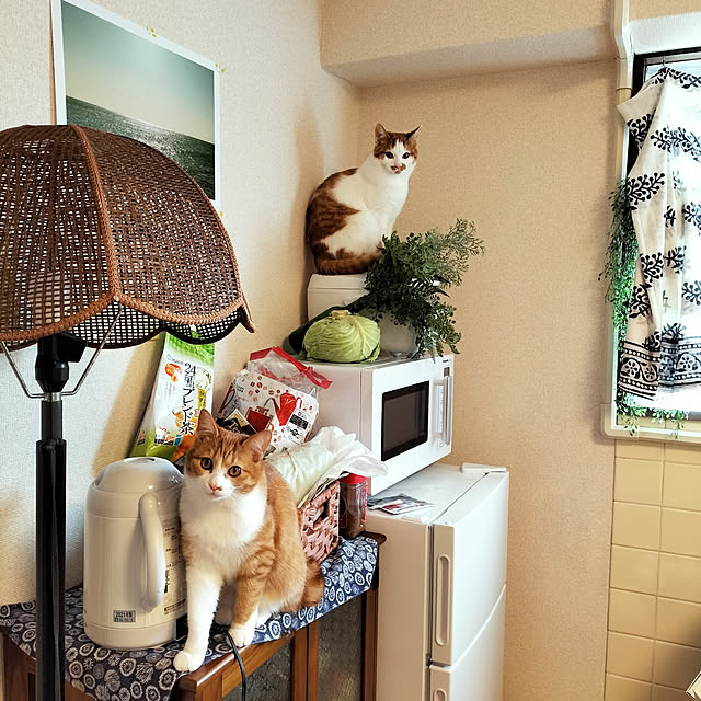 unkoさんの実例写真