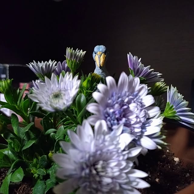 NOAHさんの部屋