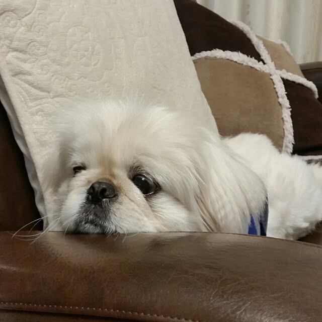 yukagomaさんの実例写真