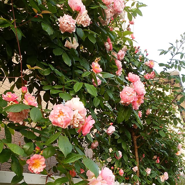 yum0408さんの実例写真