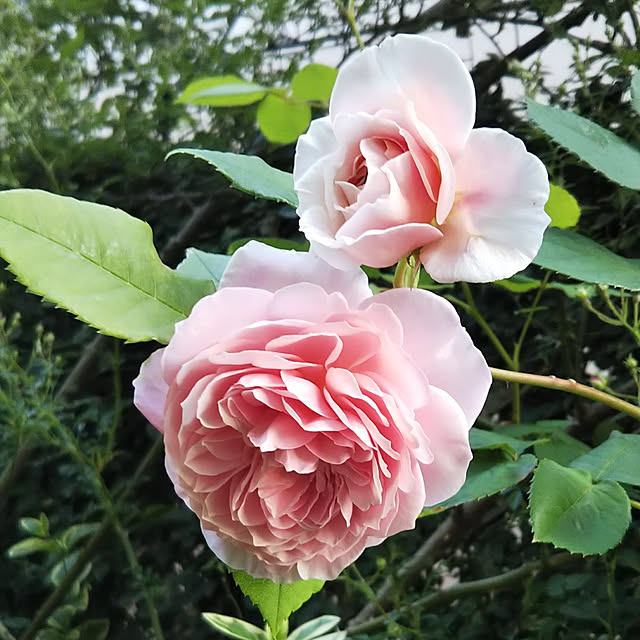yum0408さんの実例写真