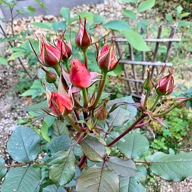 chiroさんの実例写真