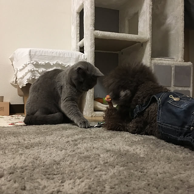 fionaさんの実例写真
