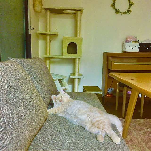 naokoさんの実例写真