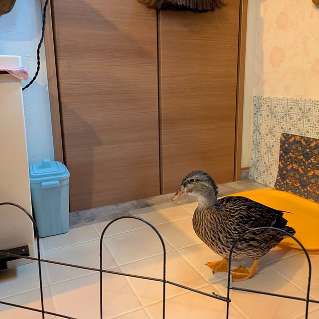 akiさんの部屋