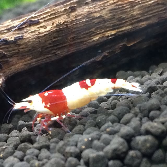 tomozoさんの実例写真