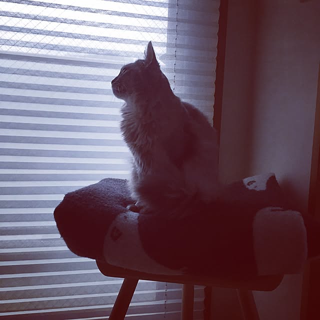 shihoさんの実例写真